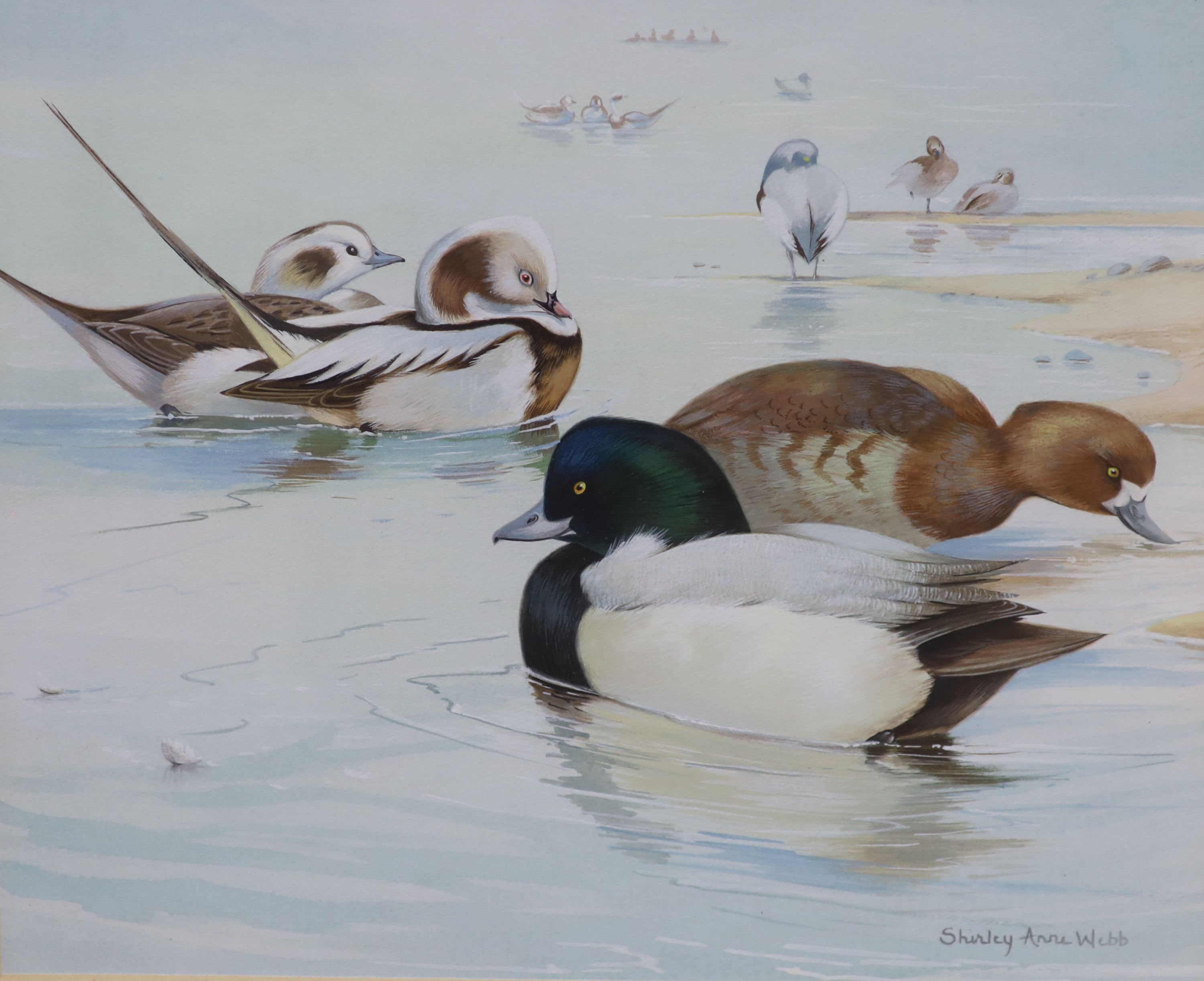 Shirley Anne Webb (20th century), watercolour and gouache on paper, Long Tailed and Scaup ducks by the shore, signed, 24.5 x 29.5cm